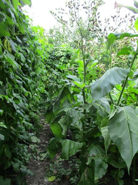 20170921_CAN_AH-PCOB-Maarsbergen_6194-768x1024