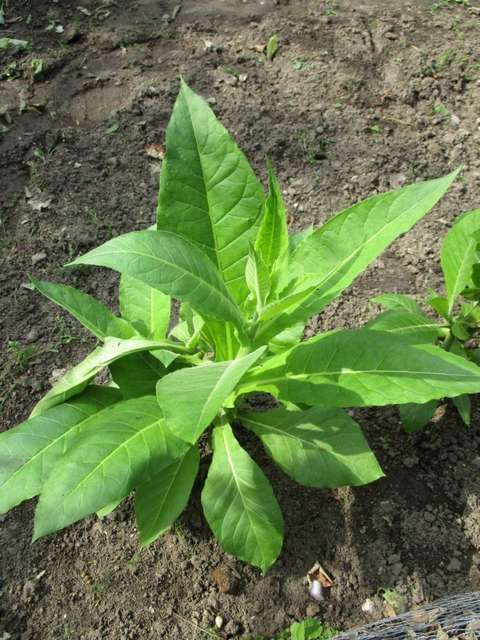 20170921_CAN_AH-PCOB-Maarsbergen_6192-768x1024