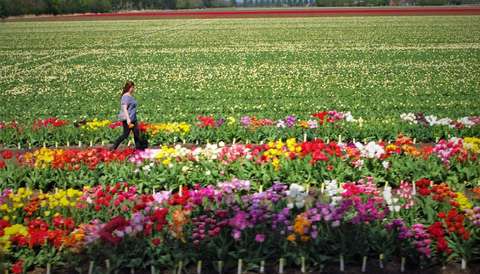 20190425-DS-6151-PCOB-Tulpenuitje-1536x879