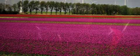 20190425-DS-6157-PCOB-Tulpenuitje-1536x617