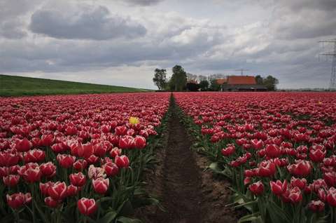 20190425-DS-6165-PCOB-Tulpenuitje-NIEUWSBRIEF-1536x1020