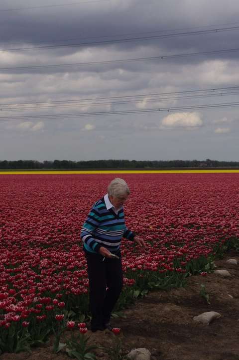 20190425-DS-6175-PCOB-Tulpenuitje-1020x1536