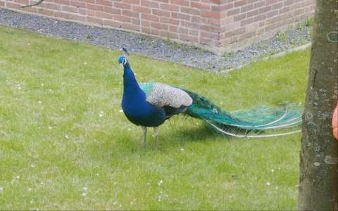 20230502-PCOB-Broekerveiling-54-Large-1024x642