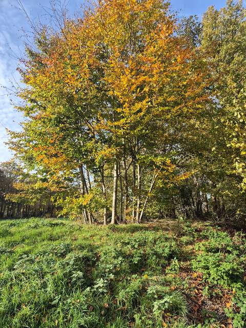 wandelen door de natuur herfst