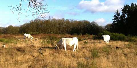 De Huizer heide