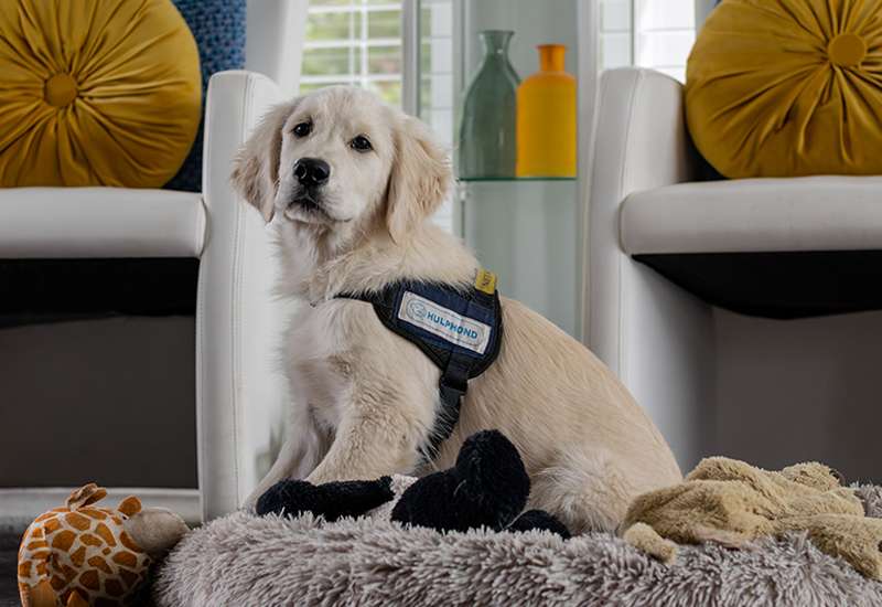 Gastgezinnen-gastgezin-pup