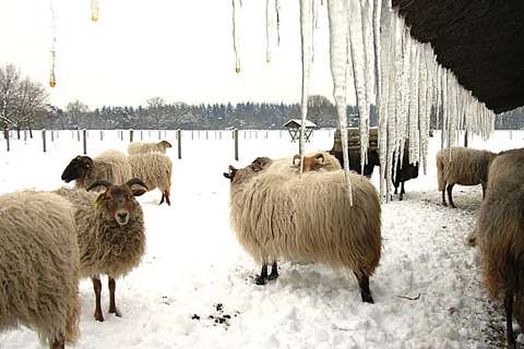 Ijspegels schaapskooi Blaricum