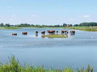 Koeien in uiterwaarden