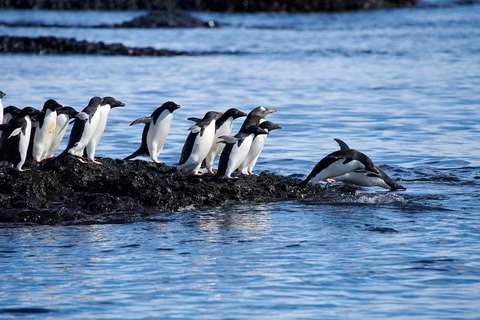 pinguins-op-brown-bluff-weddell-antarctica-anbo-pcob