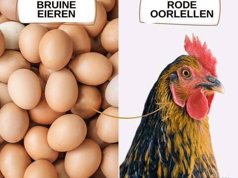 Rode-oorlellen-Bruine