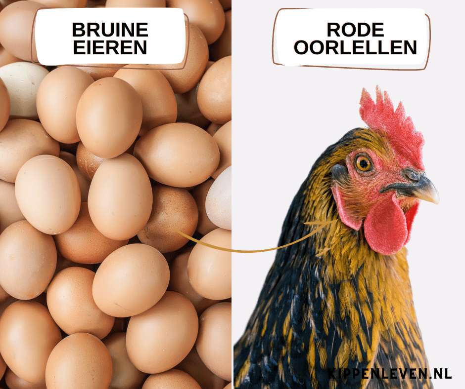 Pluimveemuseum kippen en eieren