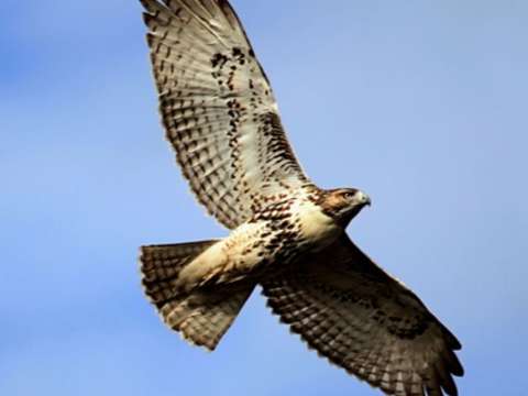 Roofvogel