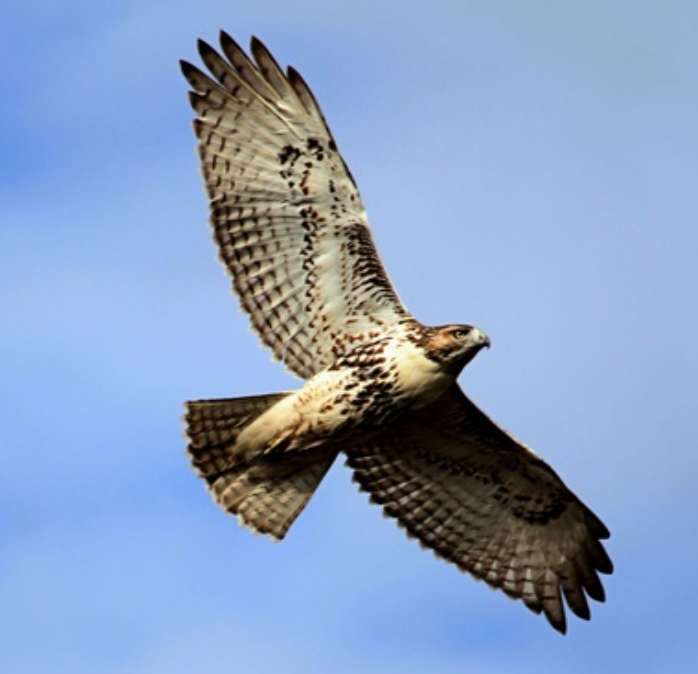 vogels