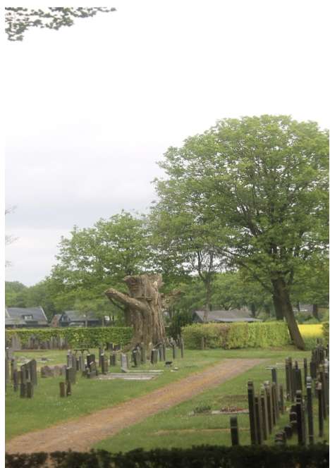 De apostelboom op het kerkhof