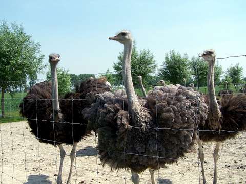 Struisvogels