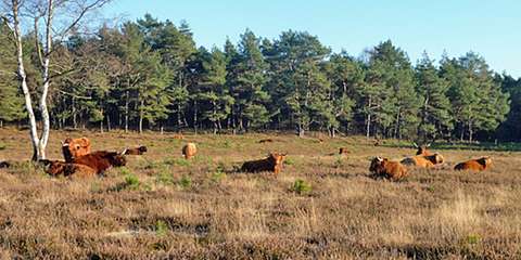 Wezepsche Heide