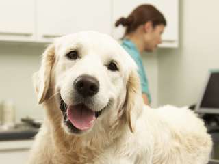 anbo-pcob-bespaartip-marieke-henselmans-dierenartsen