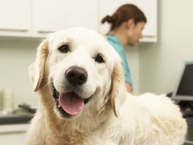 anbo-pcob-bespaartip-marieke-henselmans-dierenartsen