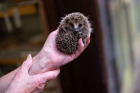 Egels opvangen | ANBO-PCOB
