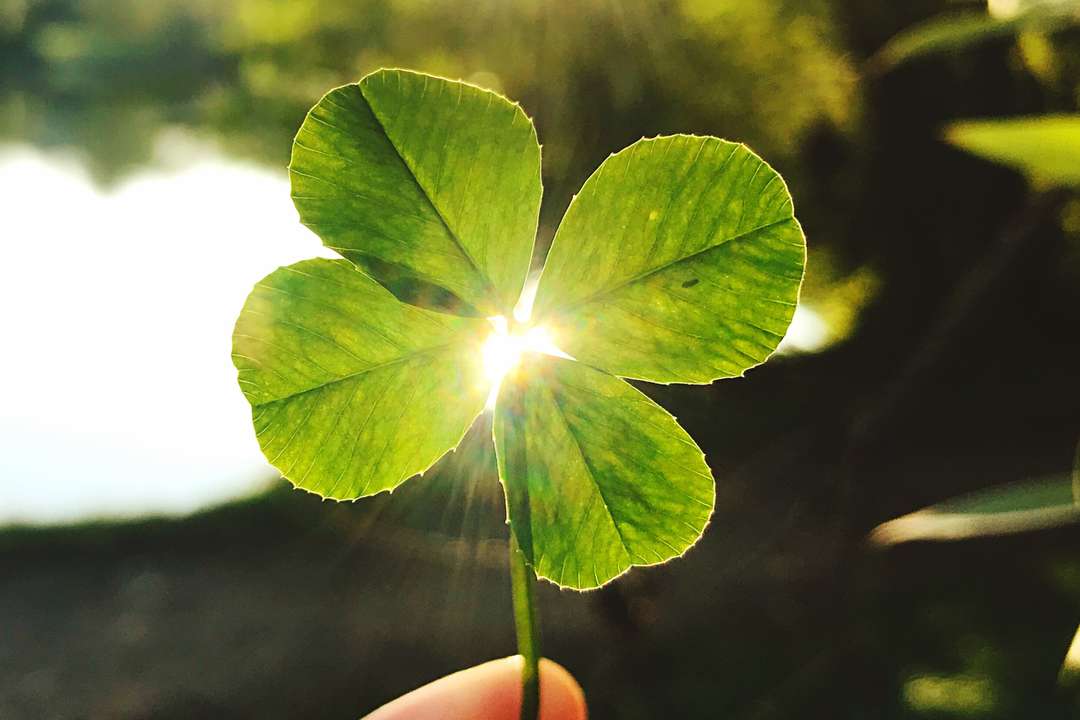 Klavertje vier | ANBO-PCOB