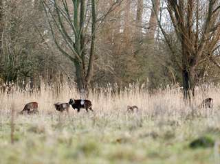 Natuur in Flevoland