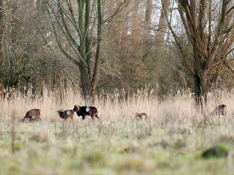 Natuur in Flevoland