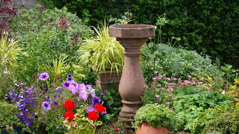 Lente vogels afbeelding 2 OUderENwijzer