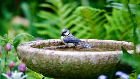 Afbeelding vogel lente artikel OuderENwijzer