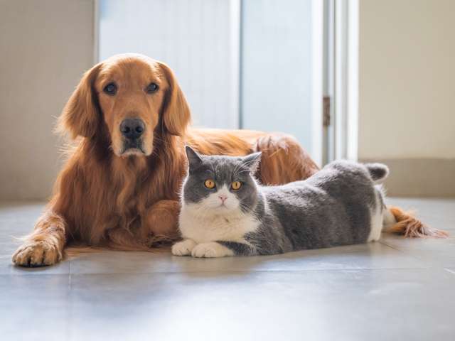 ouderenwijzer-nieuwsbericht-ouderen-dieren-samen