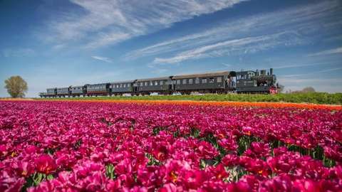 Stoomtrein - bloemenveld | OuderENwijzer