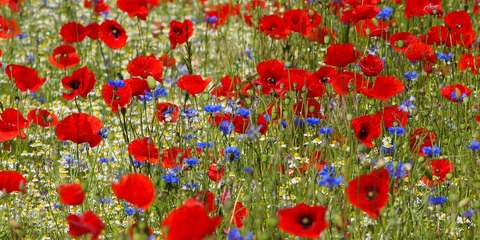poppy-2717116_1280