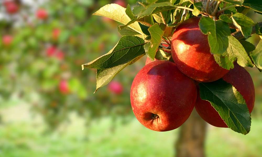 rijpe appels aan boom
