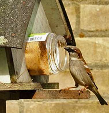 wintervogels